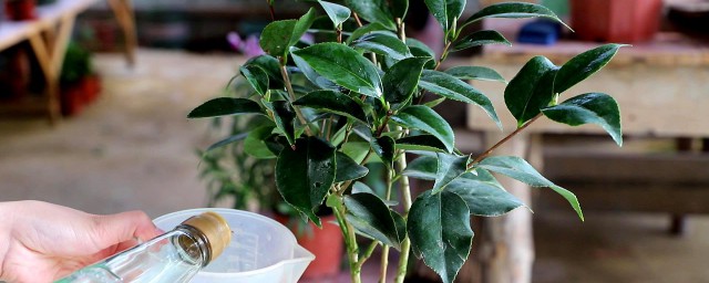 茶花哪种嫁接技巧成活率最高 茶花怎样嫁接好