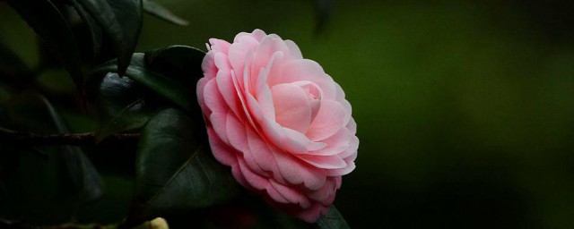 茶花寓意 茶花寓意什么