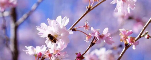 樱花开花后结什么果 樱花开花后结哪种果