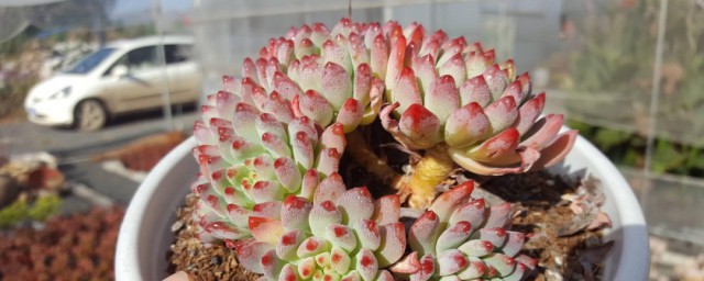 多肉植物蓝精灵养殖技巧 蓝精灵多肉的养殖技巧和注意事项