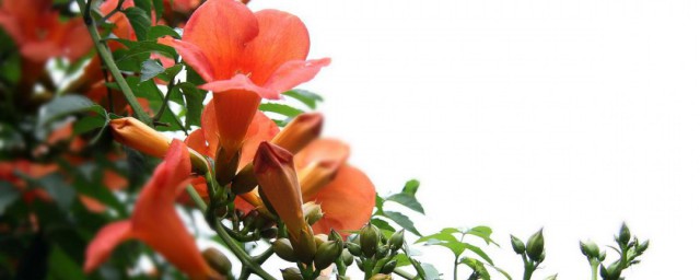 北方凌霄花的养殖要领 凌霄花家庭种植要领分享