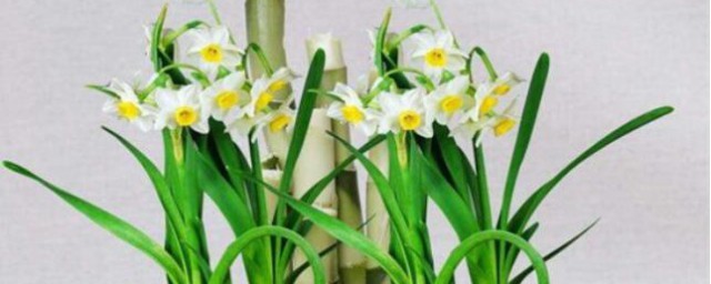 怎样养水仙花 水仙花的养殖技巧