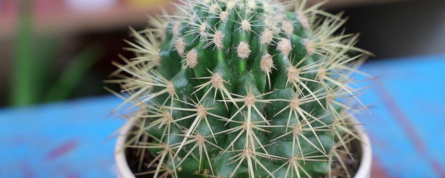 美花角仙人球的养殖技巧 美花角仙人球怎样养殖