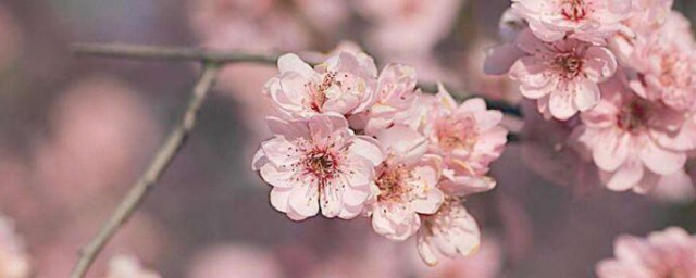 梅花喜阴还是喜阳 梅花喜欢太阳还是阴天