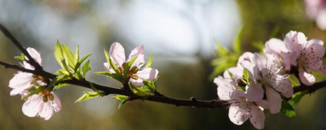 美人梅和桃花的区别 美人梅和桃花的区别有哪些