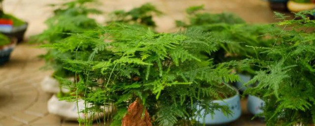 文竹冒出一根长枝条怎样处理 文竹冒出一根长枝条怎样处理