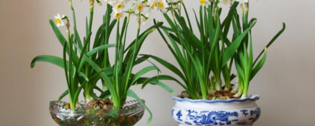 水仙花光长叶子不开花怎么回事 水仙花光长叶子不开花是什么原因