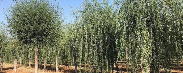 槐树移栽最佳要领 槐树怎么移栽