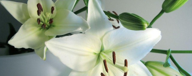 百合花种球种植技巧 百合花种球怎样种植