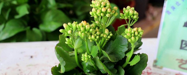 长寿花种植要领 长寿花种植办法简单介绍