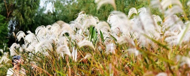 芦苇什么时候开花 芦苇生长在哪里