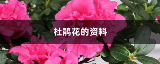 杜鹃花的资料 杜鹃花的资料介绍