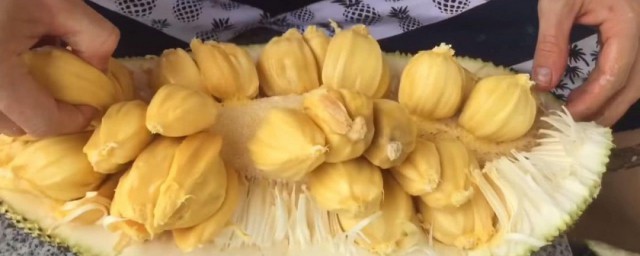 菠萝蜜核的吃法及禁忌 菠萝蜜核的食用禁忌是什么