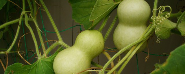 葫芦种子能保存几年 葫芦种子怎样长芽