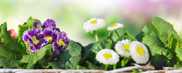 小雏菊需要深水醒花吗 小雏菊怎么养护