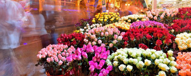 年宵花需要浇水吗 什么是年宵花