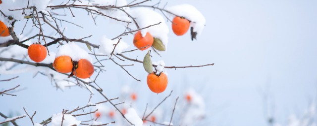 柿子树冬天1月能嫁接吗 柿子树几月份嫁接