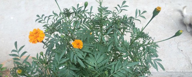 菊苣冬天会冻死吗 菊苣冬天会不会冻死