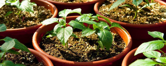 阳台适合种植什么样的菜 阳台适合种植的菜有什么
