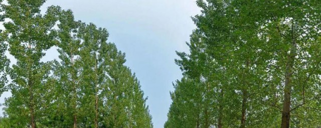 栽杨树需要剪头吗 栽杨树需不需要剪头