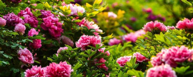 洛阳牡丹花会什么时间 洛阳牡丹花开的时间