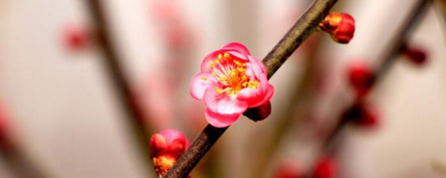 梅花能开多少天 梅花能开几天