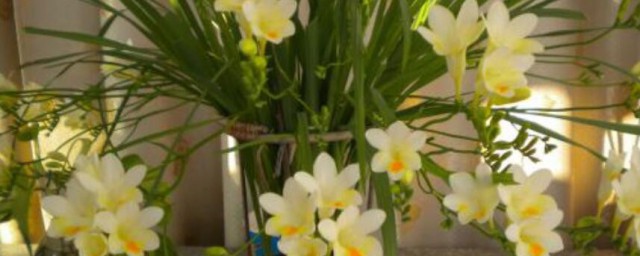 香雪兰鲜切花需要醒花吗 香雪兰鲜切花需不需要醒花