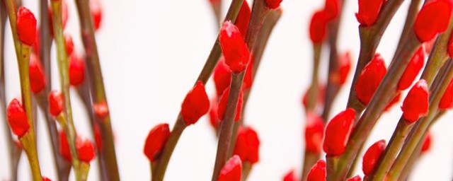 银柳发芽正常吗 为什么银柳会发芽?
