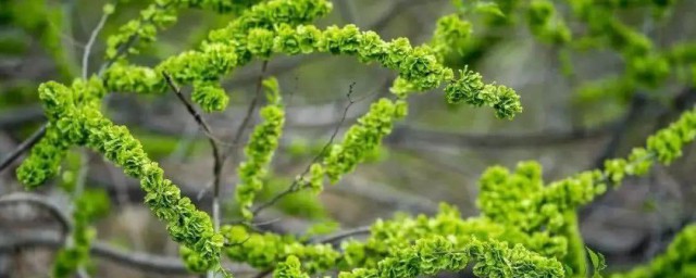 小榆树苗的移栽种植方法 怎么移栽小榆树苗