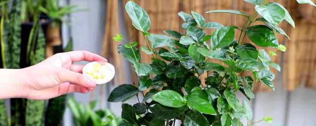 橘子花如何养殖要领及注意事项 橘子花怎么修剪呢