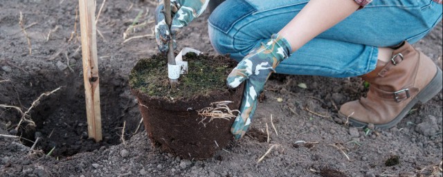 矮化苹果苗如何栽植 矮化苹果苗直接栽到地里就行吗