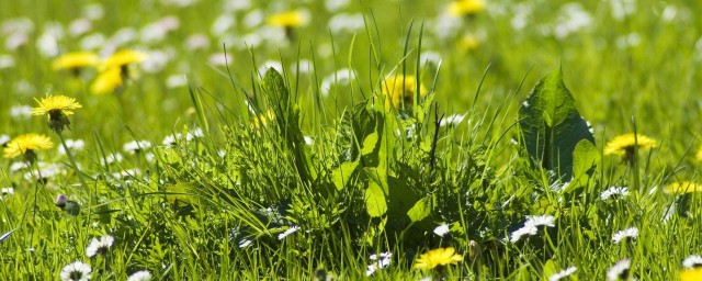 蒲公英的种植时间和技巧 蒲公英怎样进行种植