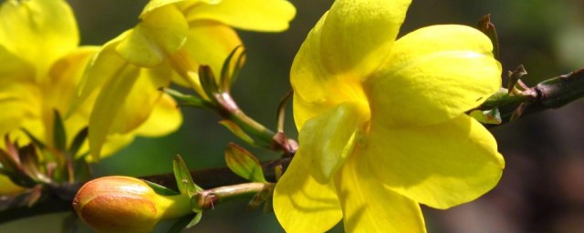 迎春花的样子怎样描写 迎春花的样子怎样描述