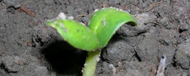 花种子的保存方式如下 花种子的保存办法是什么