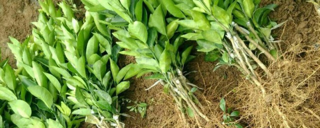 橘子树苗怎样种植 橘子树苗怎样挖穴