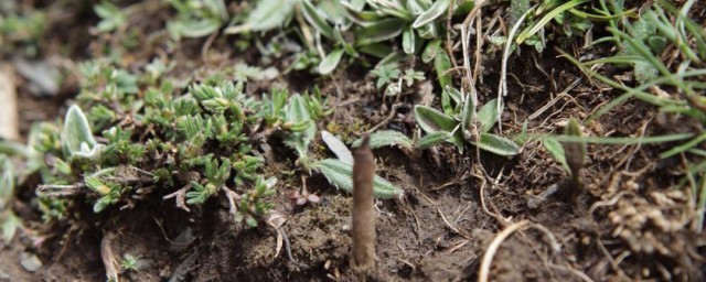 冬虫夏草种子怎样种植技巧 冬虫夏草怎样管理