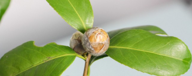 山茶花的盆栽养殖要领 山茶花越冬需要保温吗