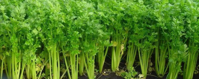 水芹菜怎么种植办法 水芹菜如何种呢