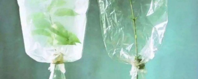 冬天怎样给植物套塑料袋保暖 冬天怎样给盆栽套袋保温