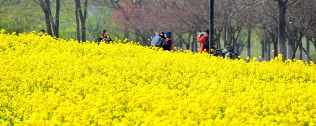 踏青是几月几日 踏青的由来