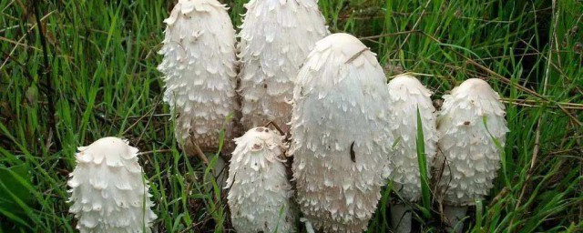 鸡腿菇保存技巧 关于鸡腿菇保存技巧