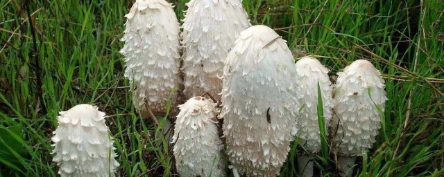 鸡腿菇保存办法 关于鸡腿菇保存要领