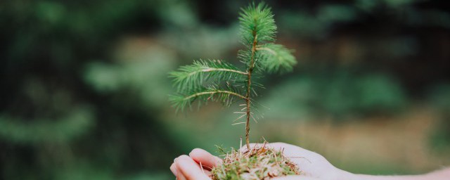 每年的植树节是什么时候 植树节的简介