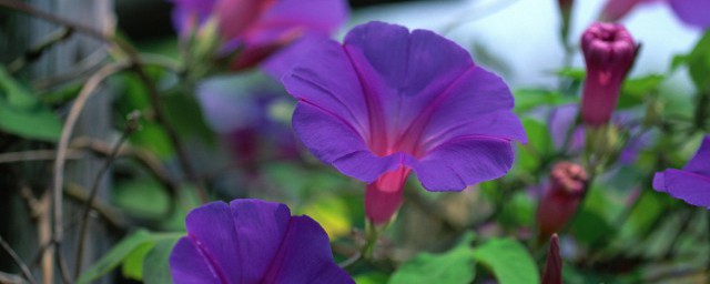 关于牵牛花的文案浪漫 关于牵牛花的浪漫句子大全