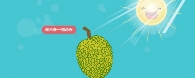 菠萝蜜没熟怎么催熟 如何催熟菠萝蜜