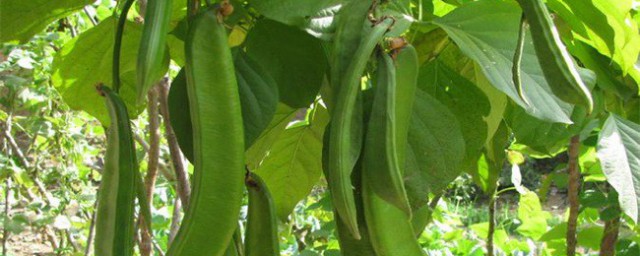 刀豆的种植时间与要领 刀豆的种植时间与方式简单介绍