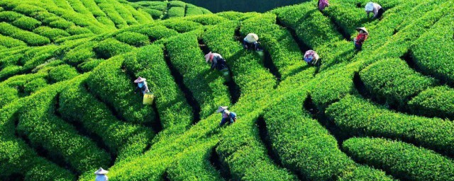 茶叶的种植要领步骤 大田茶叶的种植要领分享