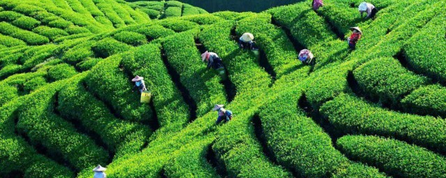 茶叶的种植技巧次序 大田茶叶的种植技巧分享