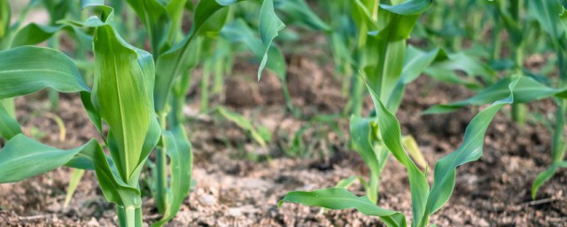 玉米种植技术与技巧 玉米怎样进行田间管理