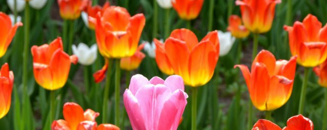 什邡郁金香花海在哪里 什邡郁金香花海位置介绍